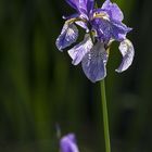 Botanischer Garten der Uni Basel 8