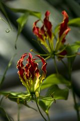 Botanischer Garten der Uni Basel 9