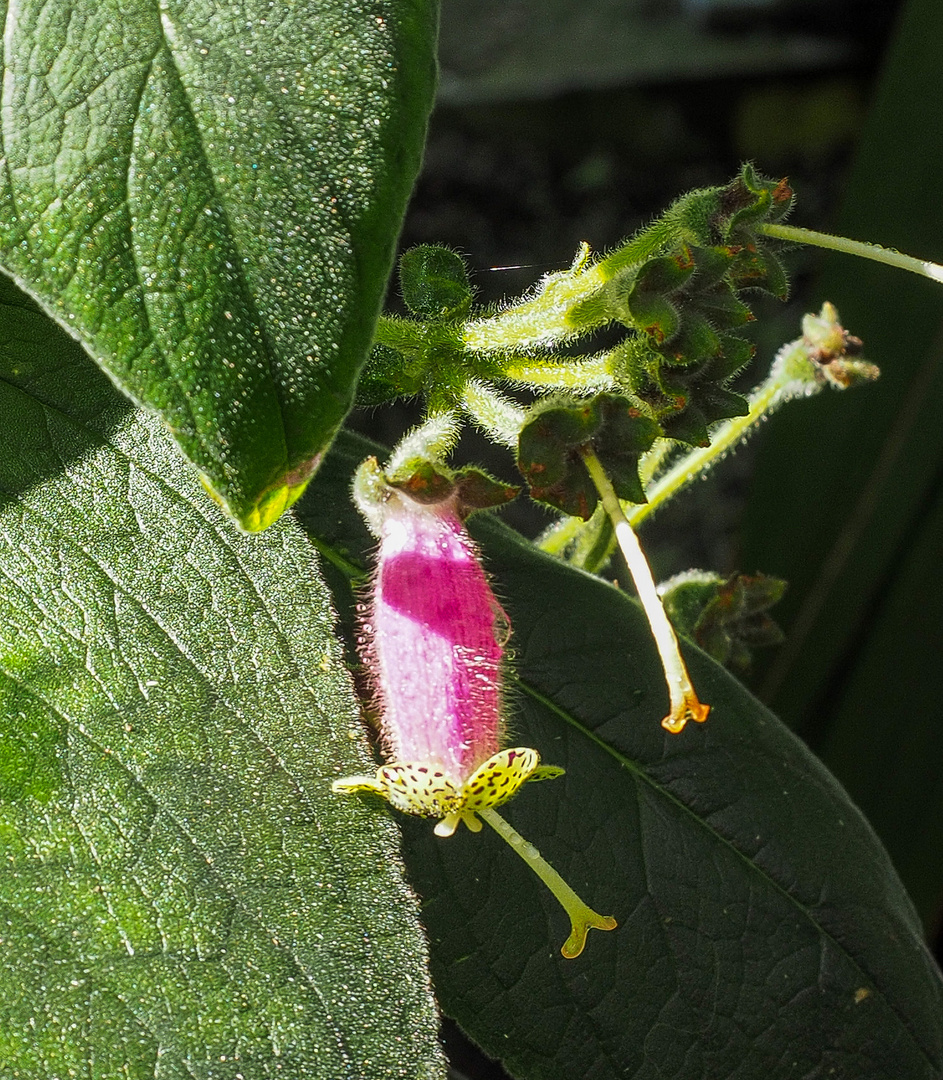 Botanischer Garten der Uni Basel (Usertreffen)