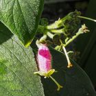 Botanischer Garten der Uni Basel (Usertreffen)