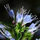 Botanischer Garten DO