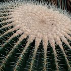 Botanischer Garten Dresden-03