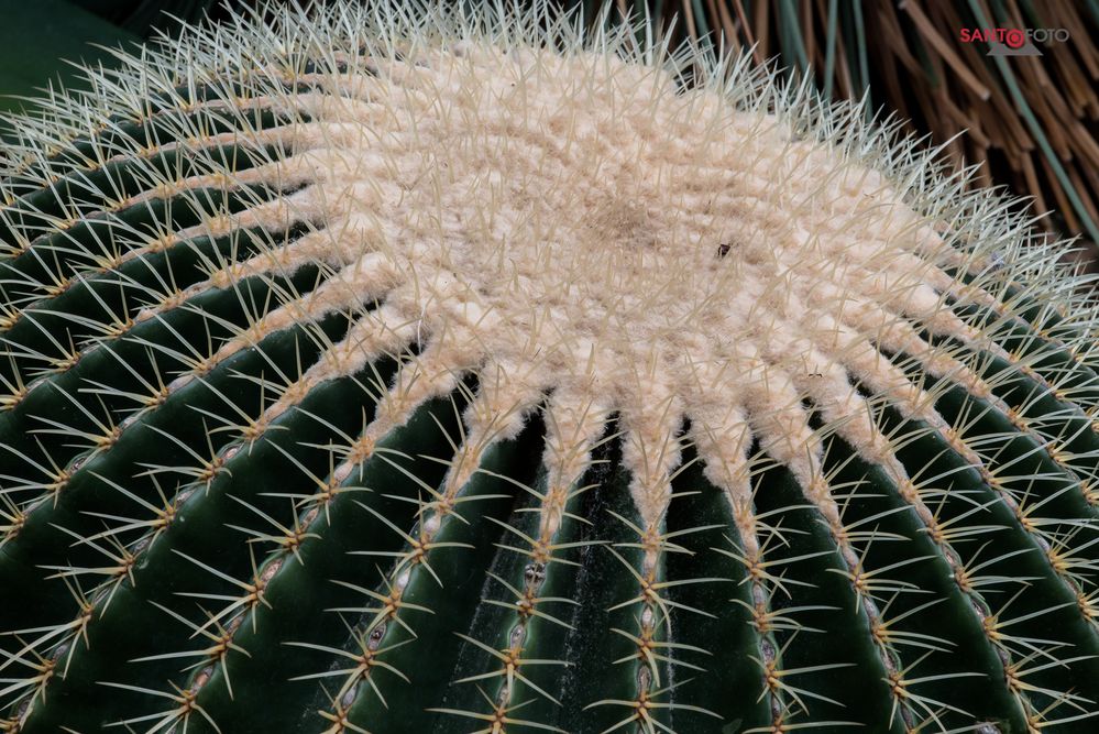 Botanischer Garten Dresden-03