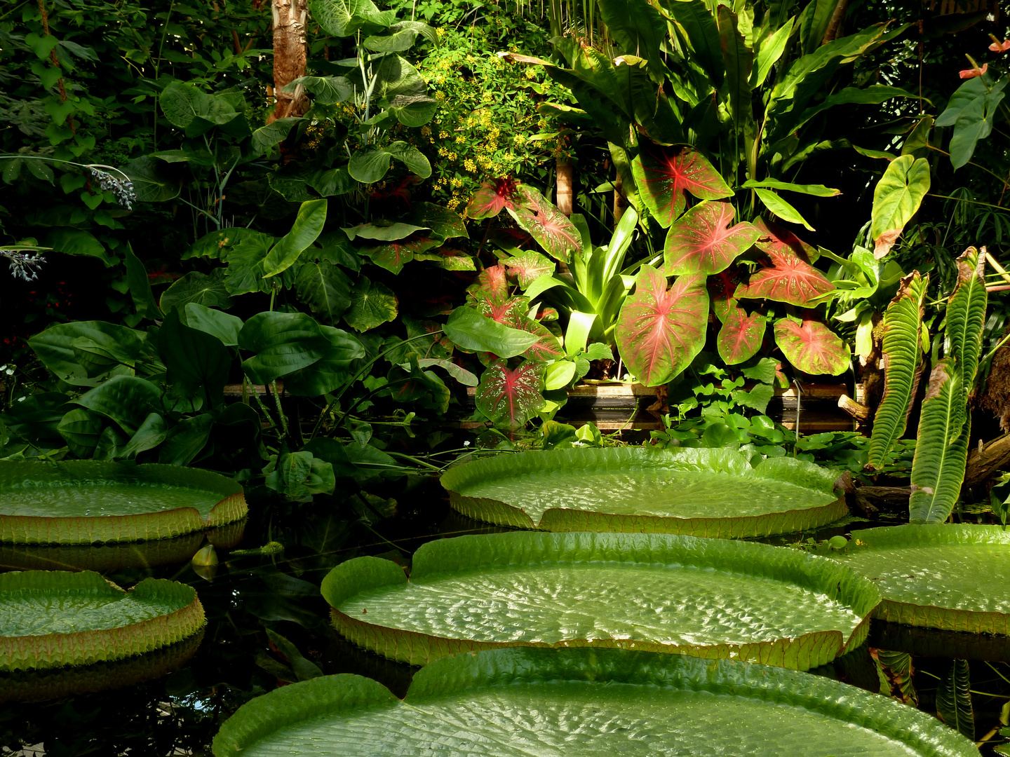 Botanischer Garten Dresden