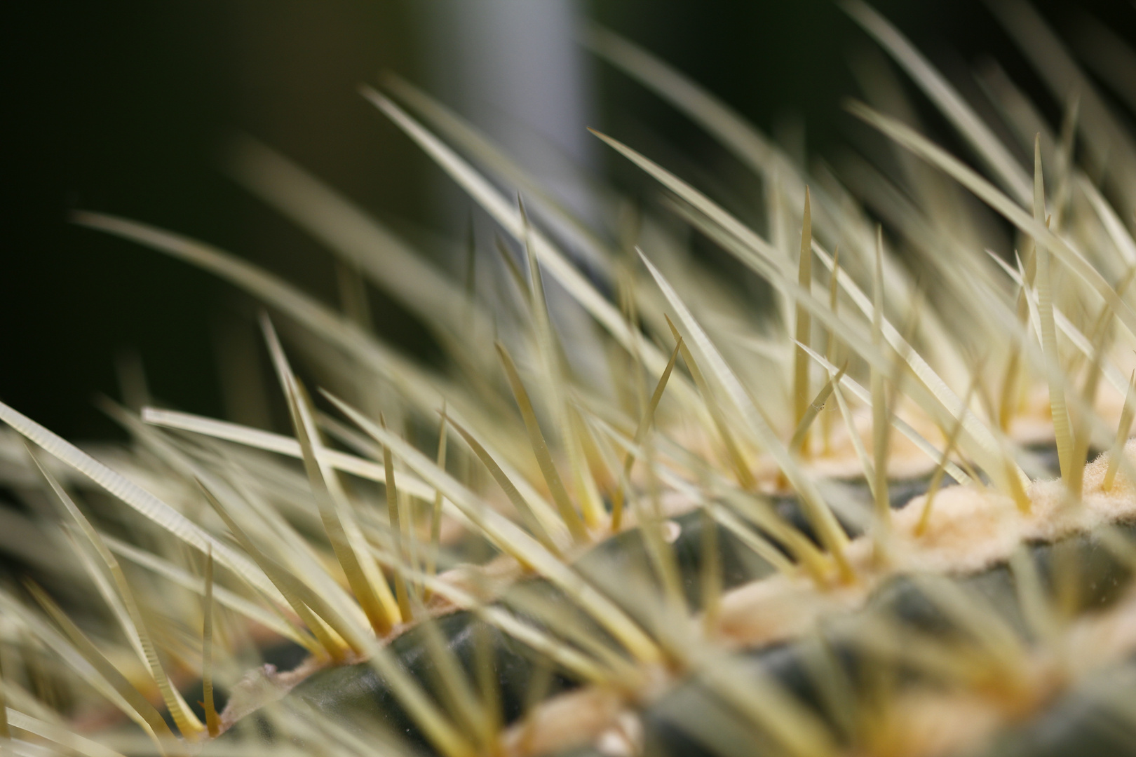 Botanischer Garten Dresden