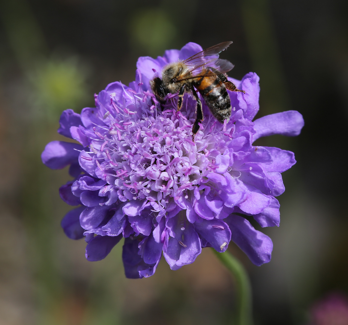 Botanischer Garten Dresden