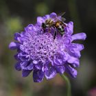 Botanischer Garten Dresden