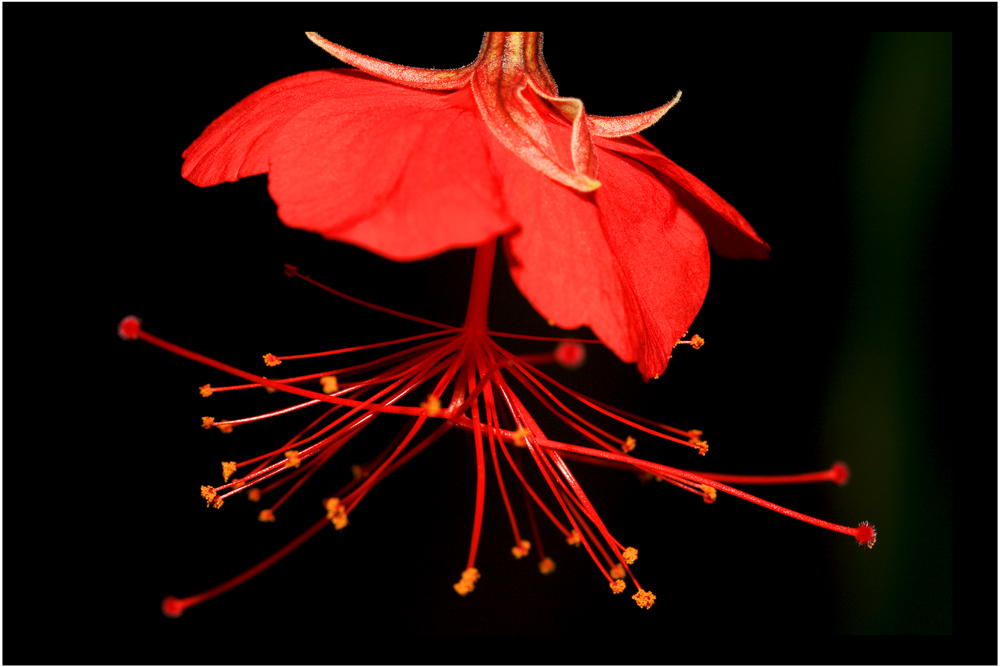 Botanischer Garten - Dresden