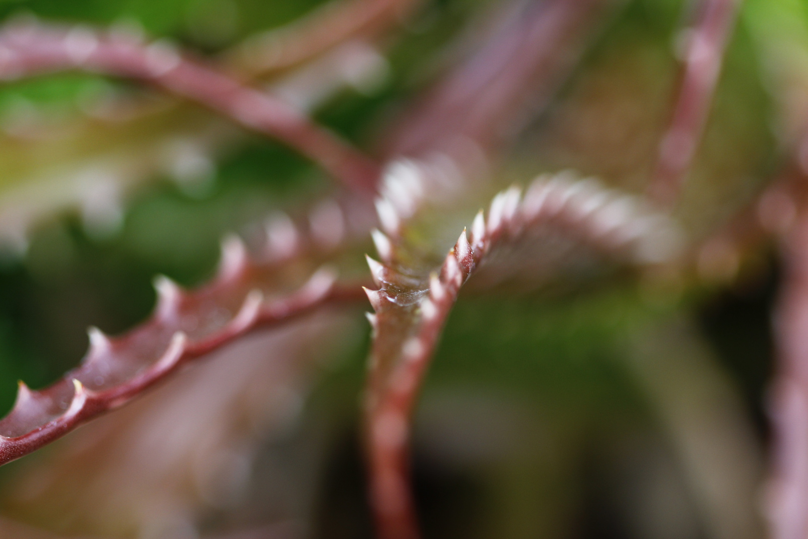 Botanischer Garten Dresden