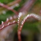 Botanischer Garten Dresden