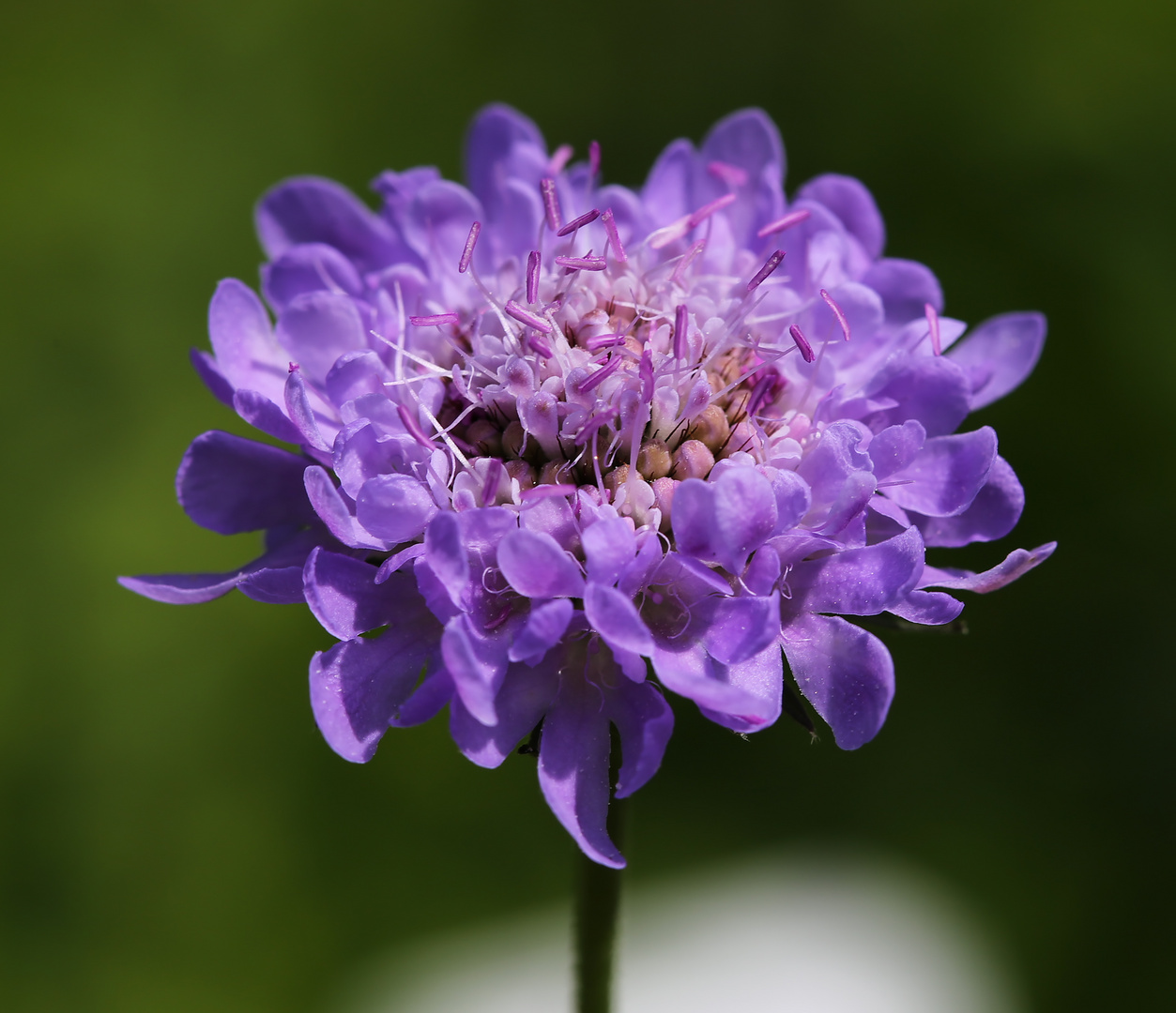 Botanischer Garten Dresden