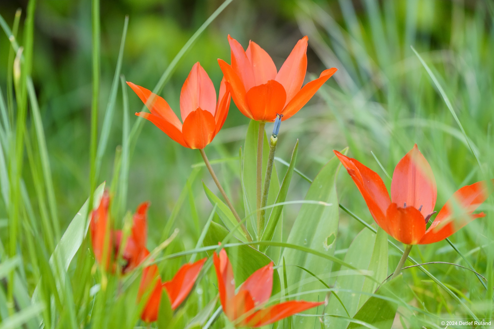 Botanischer Garten Düsseldorf # 1