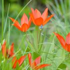 Botanischer Garten Düsseldorf # 1