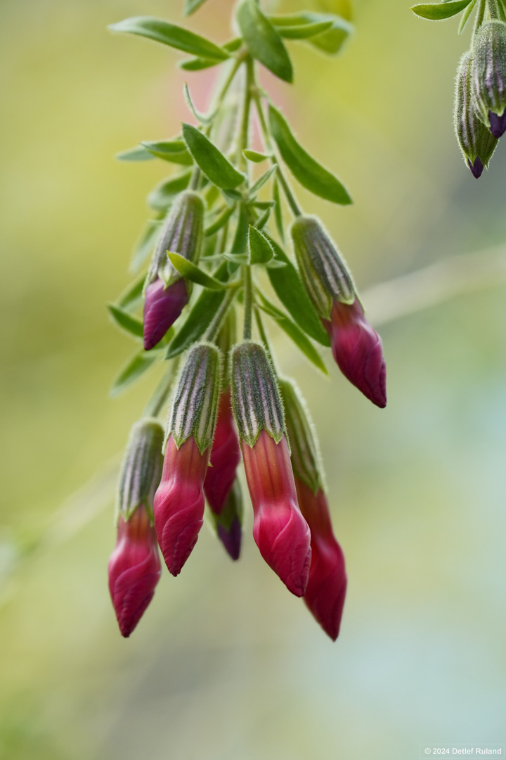 Botanischer Garten Düsseldorf # 11