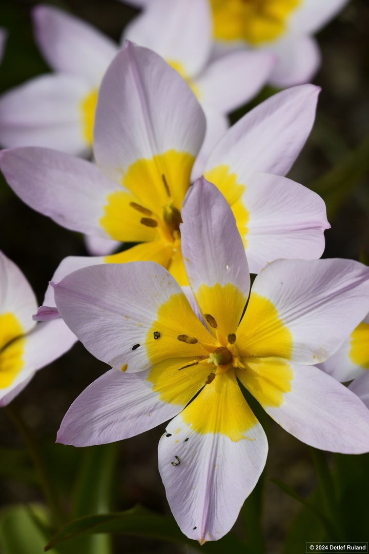 Botanischer Garten Düsseldorf # 2