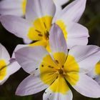 Botanischer Garten Düsseldorf # 2