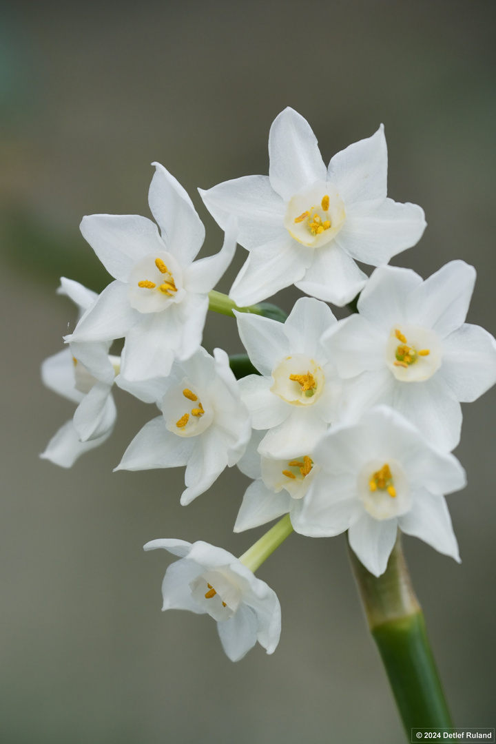 Botanischer Garten Düsseldorf # 3