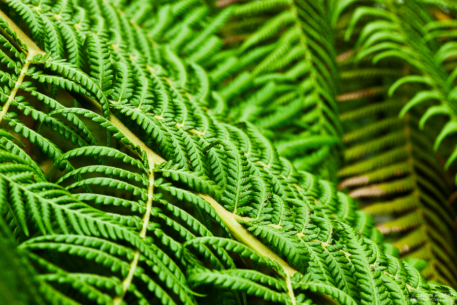 Botanischer Garten Düsseldorf (3)