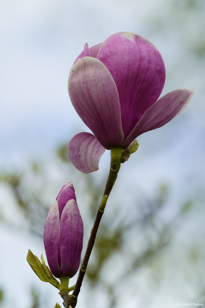 Botanischer Garten Düsseldorf # 4