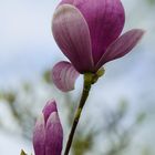 Botanischer Garten Düsseldorf # 4