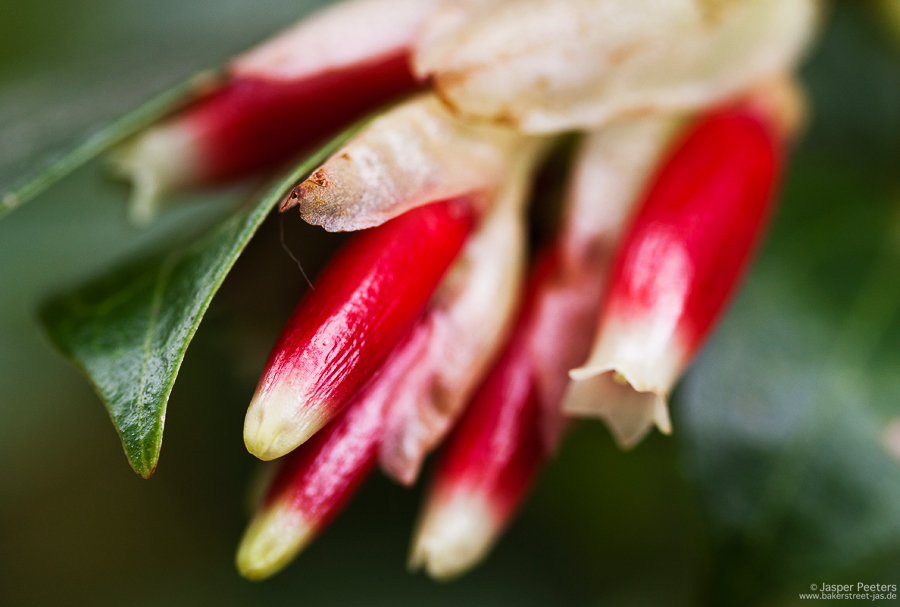 Botanischer Garten Düsseldorf (4)