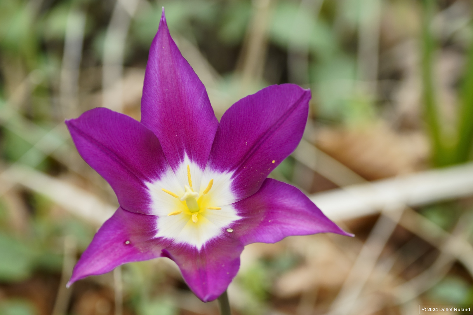 Botanischer Garten Düsseldorf # 5