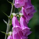 Botanischer Garten Düsseldorf