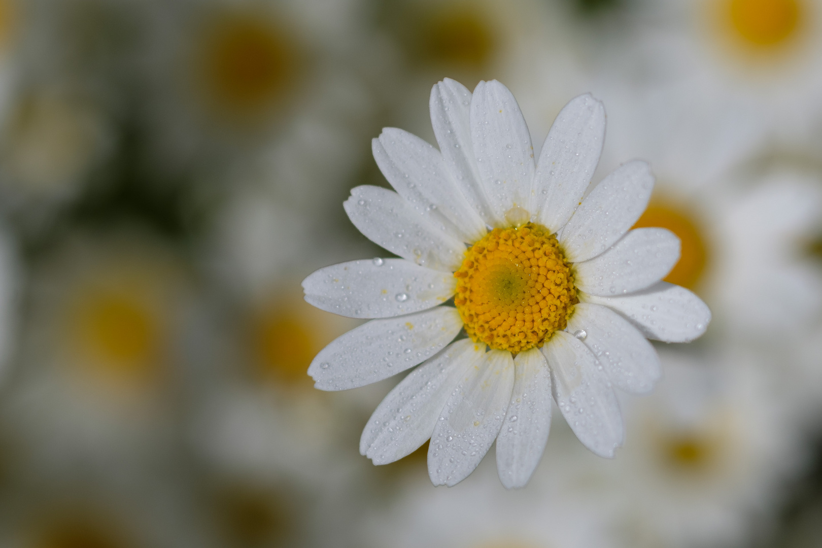 Botanischer Garten Düsseldorf