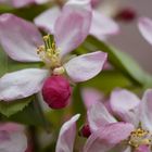 Botanischer Garten Düsseldorf # 7