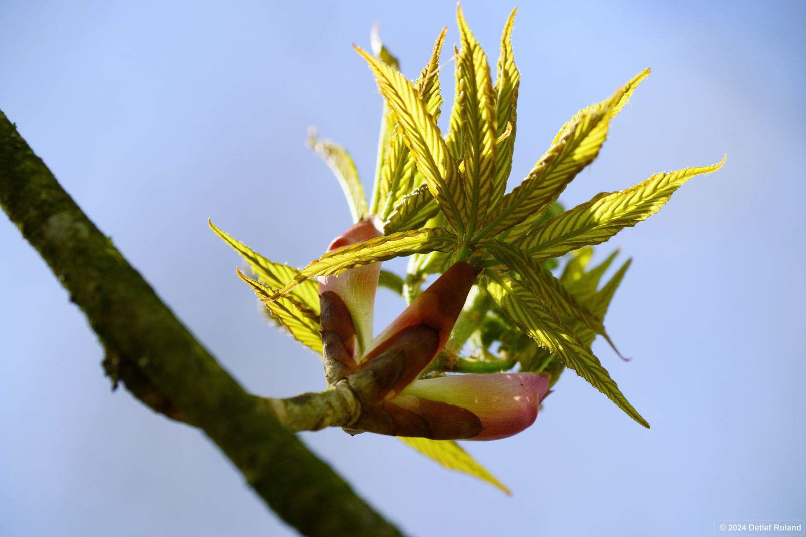 Botanischer Garten Düsseldorf # 8