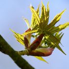 Botanischer Garten Düsseldorf # 8