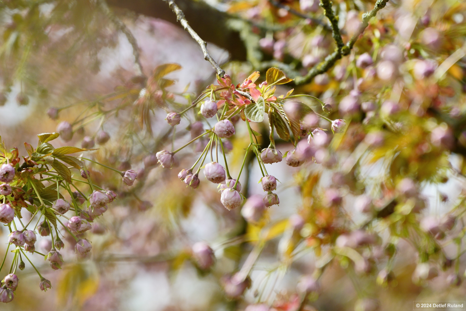 Botanischer Garten Düsseldorf # 9