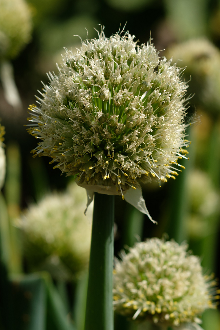 Botanischer Garten Düsseldorf