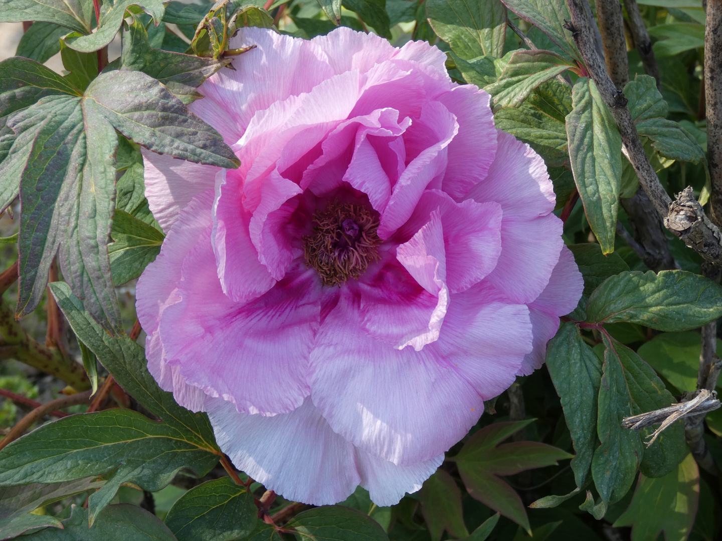 Botanischer Garten Düsseldorf