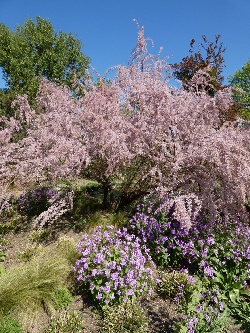 Botanischer Garten Düsseldorf