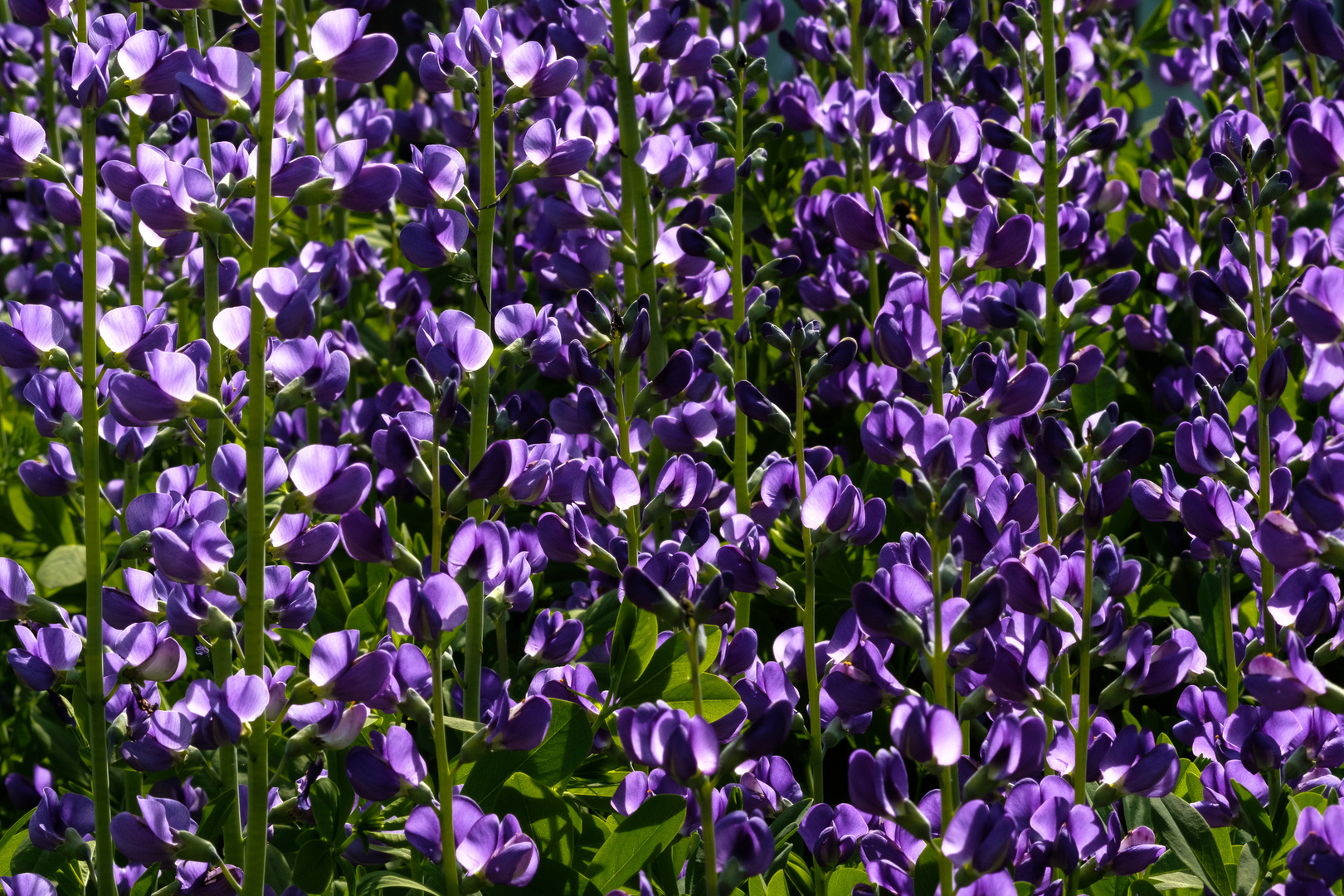 Botanischer Garten Düsseldorf