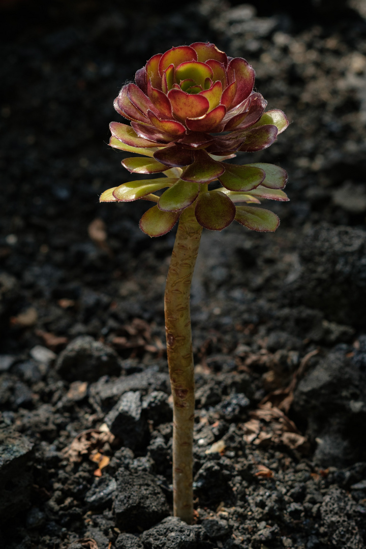 Botanischer Garten Düsseldorf