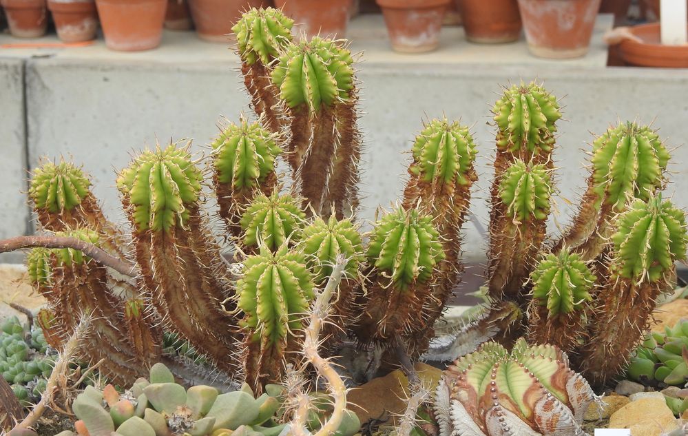 Botanischer Garten Düsseldorf