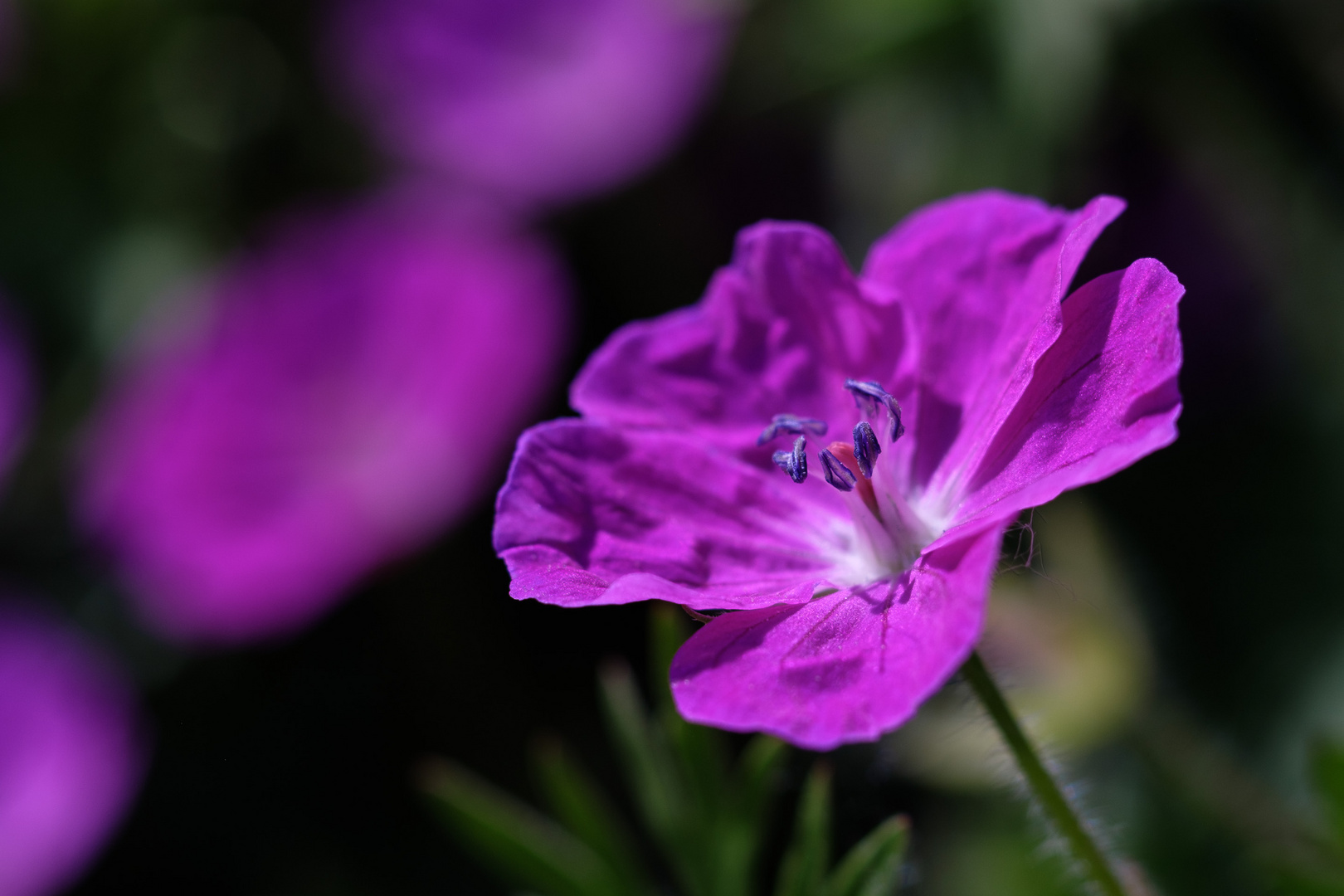 Botanischer Garten Düsseldorf