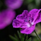 Botanischer Garten Düsseldorf