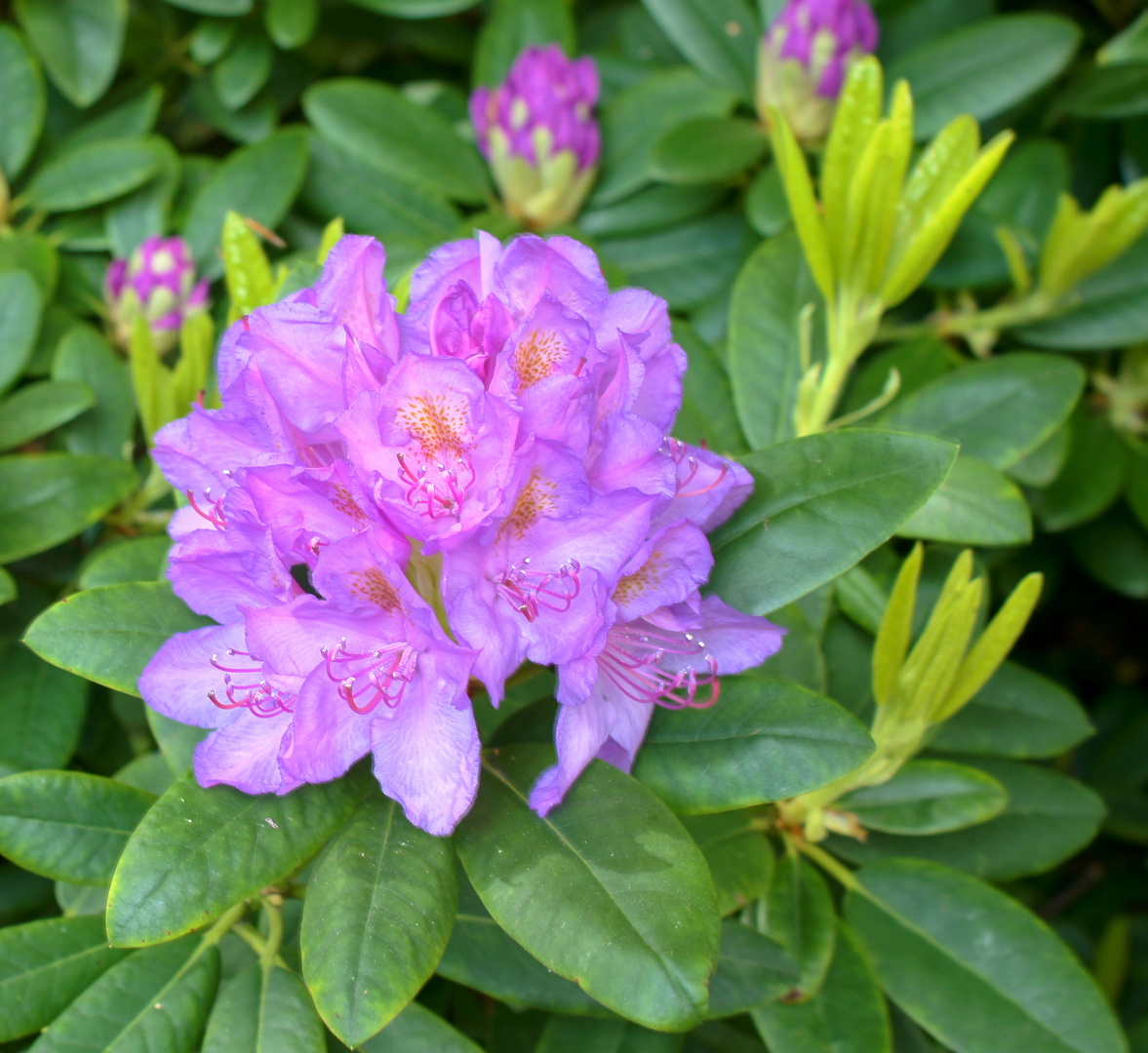 Botanischer Garten Duisburg 016