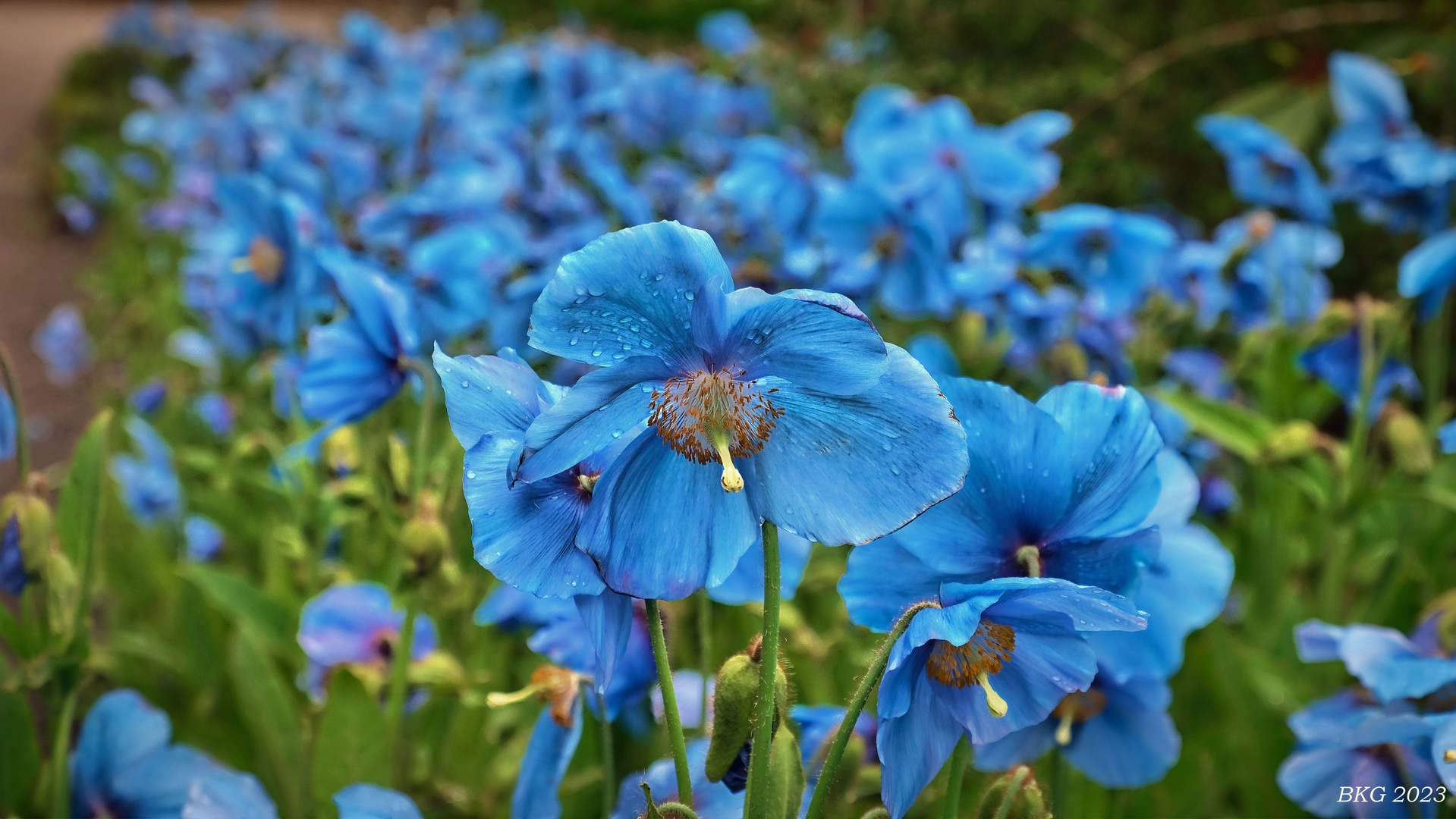 Botanischer Garten Edinburgh im Mai 