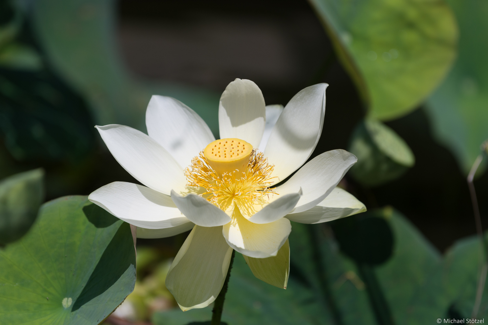 Botanischer Garten Erlangen