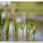 Botanischer Garten  ...