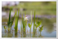 Botanischer Garten  ...