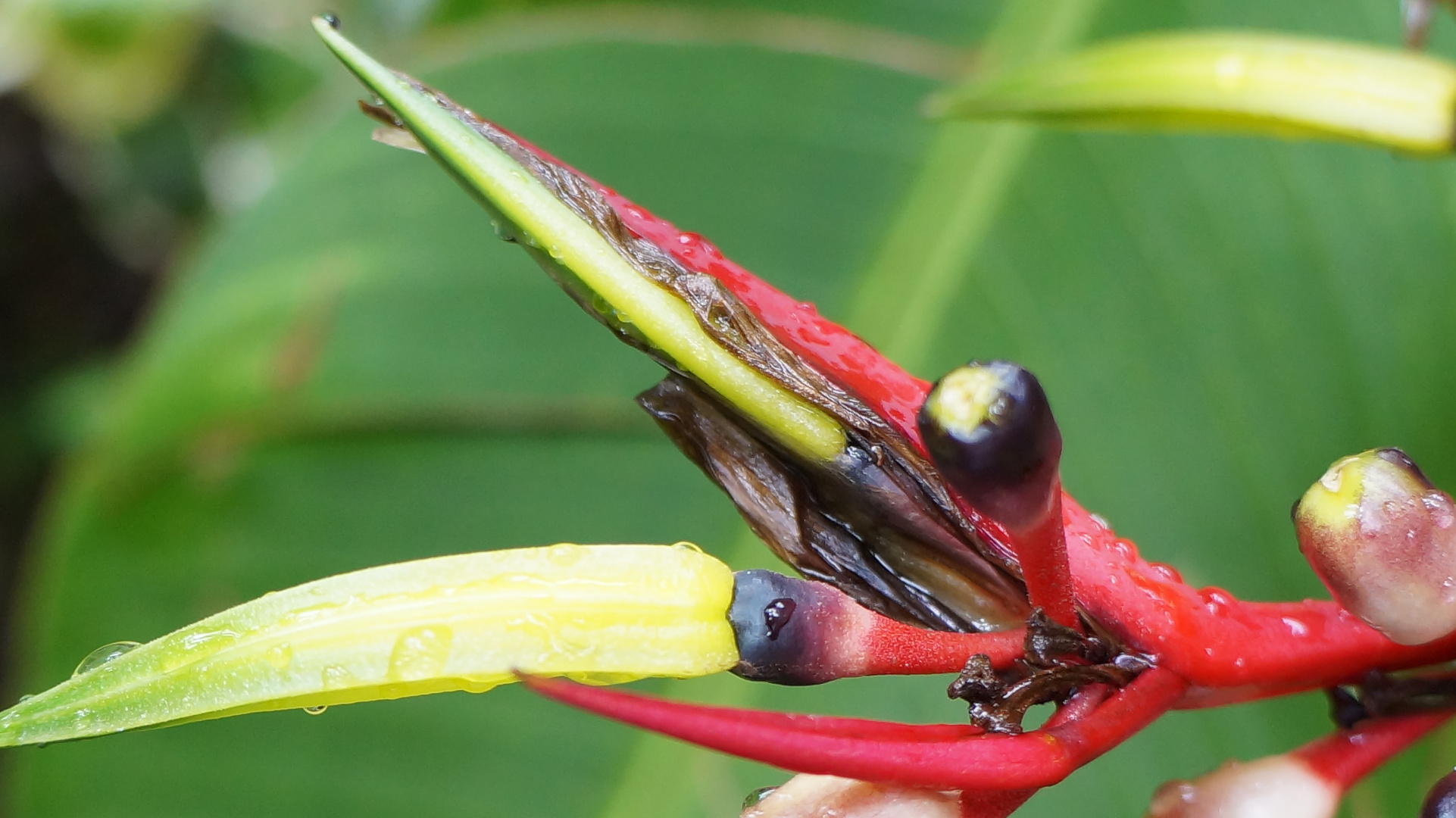 Botanischer Garten