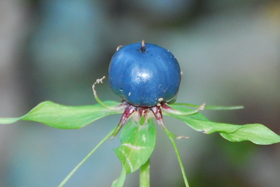 Botanischer Garten FFM