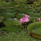 Botanischer Garten, Flor, Köln, ( 07 )