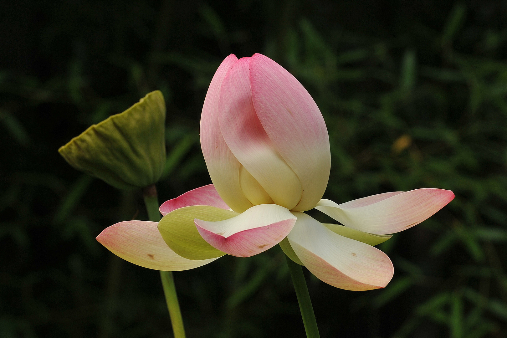 Botanischer Garten, Flora, Köln, ( 08)