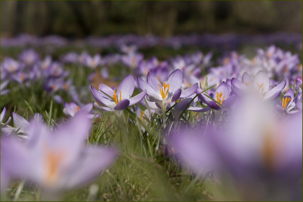 Botanischer Garten Flora / Köln